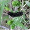 melitaea cinxia larva7nat2 volg1